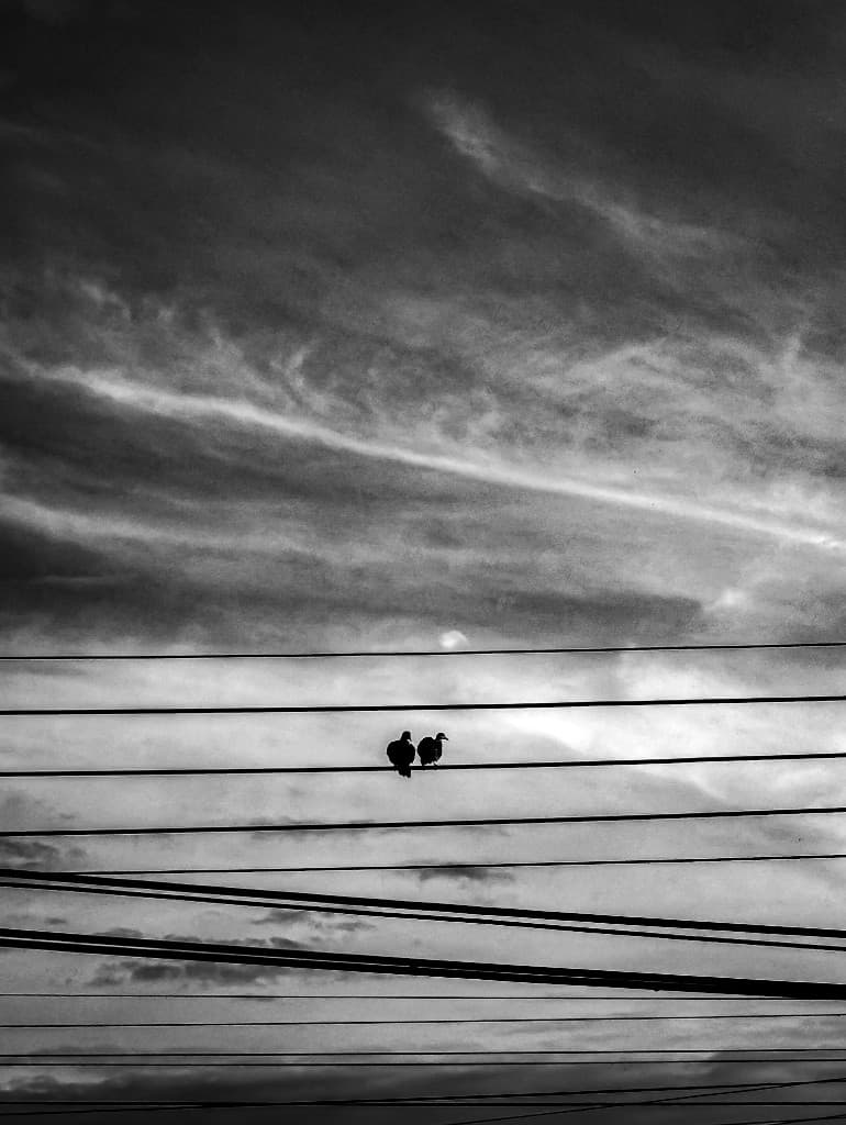 Birdies