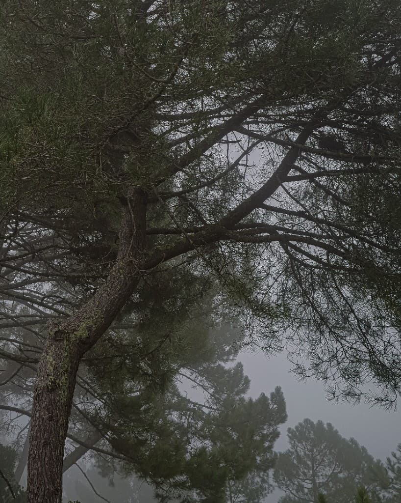 Fog Tree