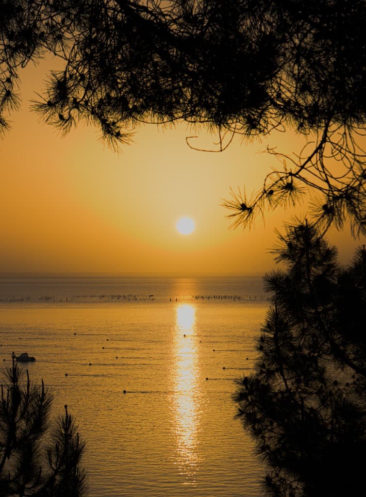 Morning Gold