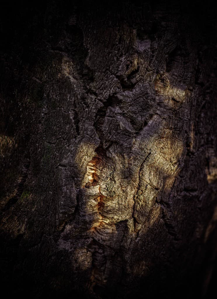 Quercus Suber