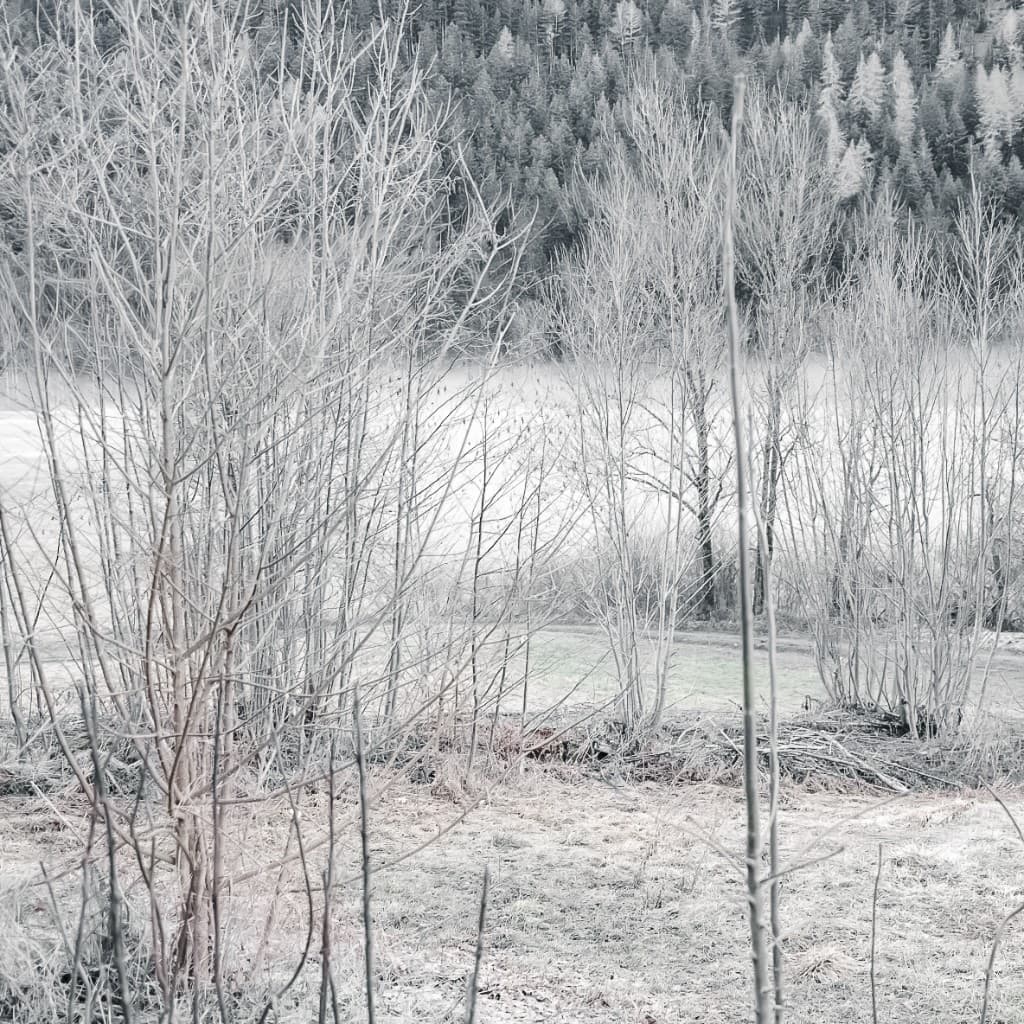 White Winter